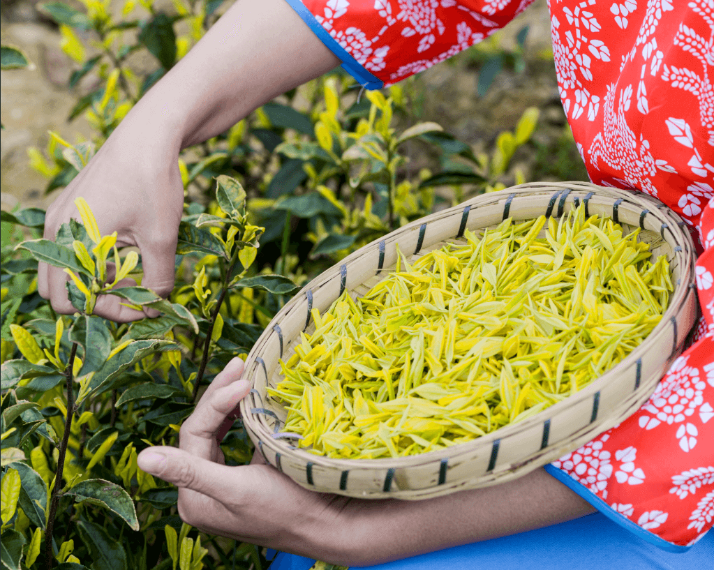 安吉黄金芽属于什么茶黄金芽属于什么茶-第2张图片-翡翠网
