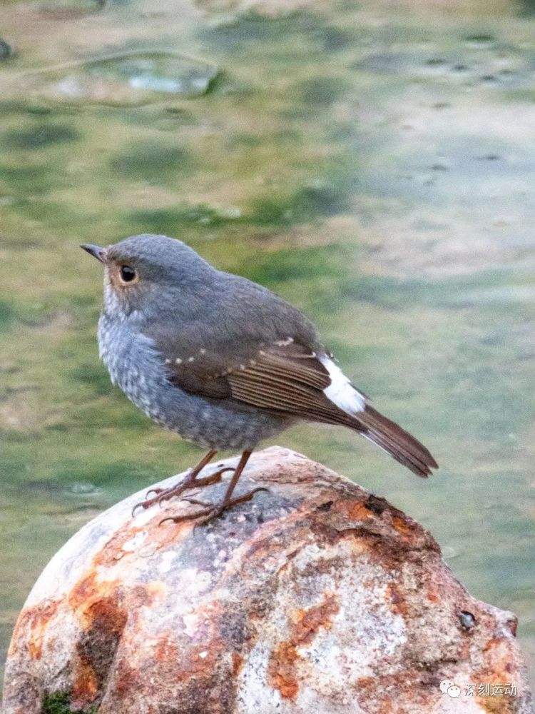 白尾仙翡翠知识白尾仙翡翠知识大全-第1张图片-翡翠网 白尾仙翡翠知识白尾仙翡翠知识大全-第1张图片-翡翠网