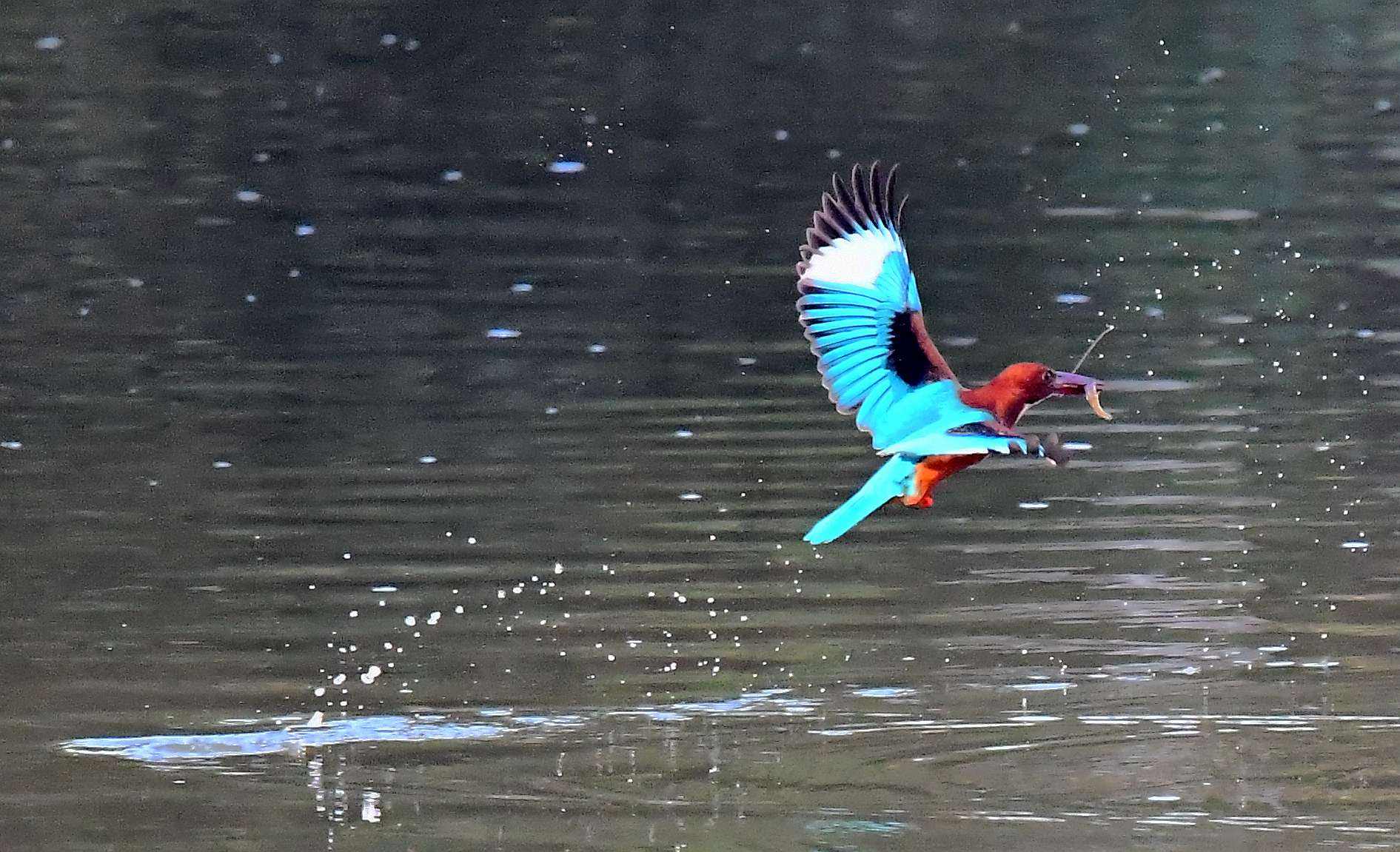 白尾仙翡翠知识白尾仙翡翠知识大全-第2张图片-翡翠网 白尾仙翡翠知识白尾仙翡翠知识大全-第2张图片-翡翠网