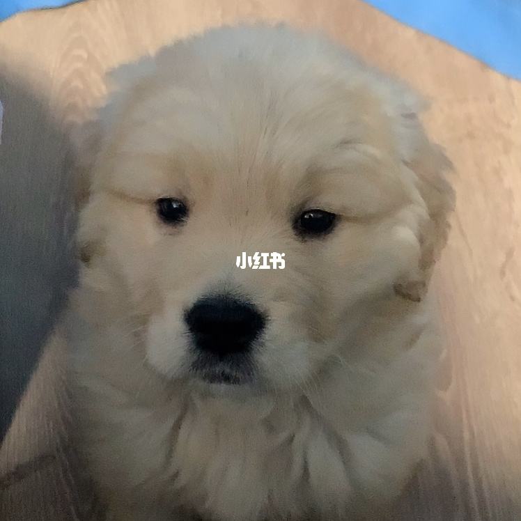 金条儿金条儿是个妖精-第1张图片-翡翠网 金条儿金条儿是个妖精-第1张图片-翡翠网