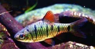 金条儿金条儿是个妖精-第2张图片-翡翠网 金条儿金条儿是个妖精-第2张图片-翡翠网