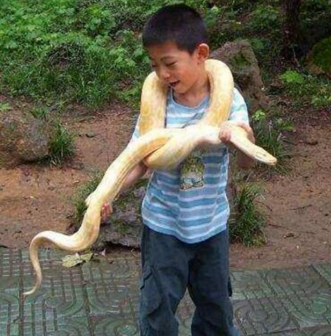 黄金狂蟒黄金黄金蟒-第1张图片-翡翠网 黄金狂蟒黄金黄金蟒-第1张图片-翡翠网