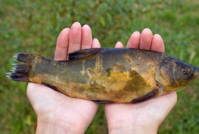 被称为软黄金的鱼类是?,被称为软黄金的鱼类是-第1张图片-翡翠网 被称为软黄金的鱼类是?,被称为软黄金的鱼类是-第1张图片-翡翠网