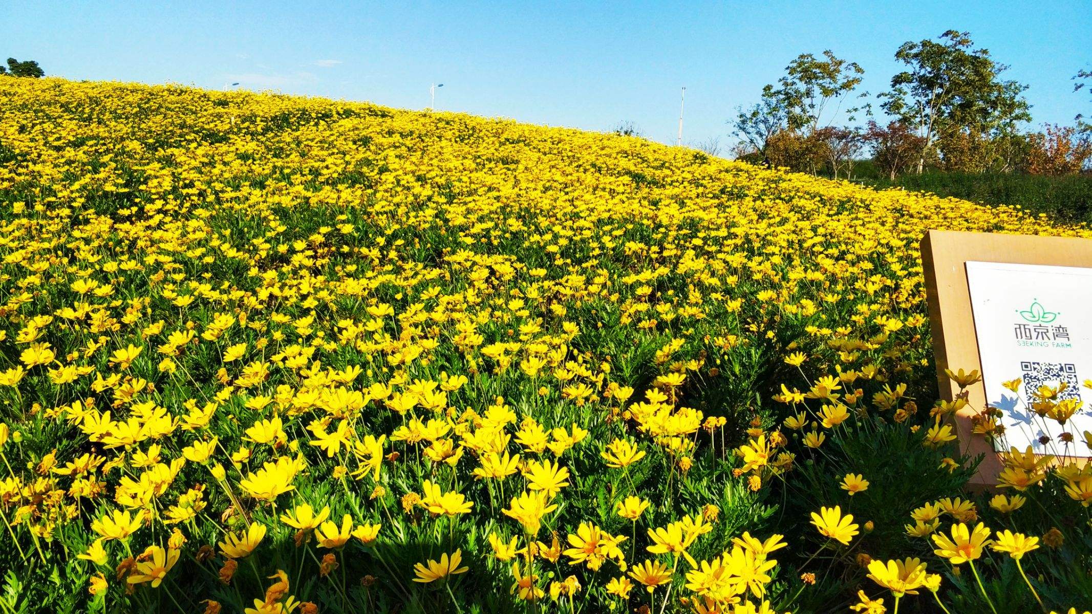 黄金菊黄金菊泡水喝的功效-第1张图片-翡翠网 黄金菊黄金菊泡水喝的功效-第1张图片-翡翠网