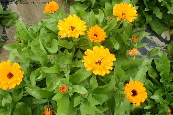 黄金菊黄金菊泡水喝的功效-第2张图片-翡翠网 黄金菊黄金菊泡水喝的功效-第2张图片-翡翠网