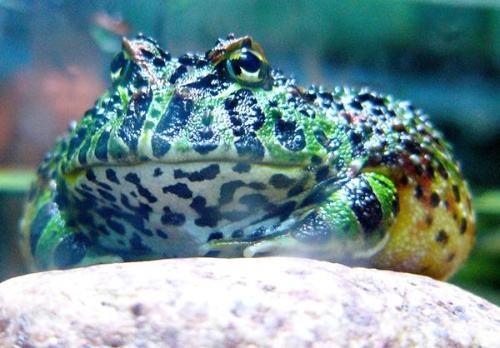 黄金角蛙寿命,黄金角蛙吃鱼饲料吗-第1张图片-翡翠网