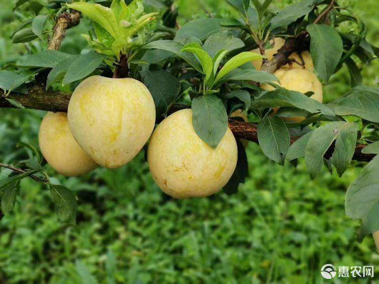 黄金奈李种植管理技术黄金奈李-第2张图片-翡翠网 黄金奈李种植管理技术黄金奈李-第2张图片-翡翠网