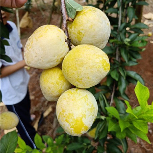 黄金奈李黄金奈李适合种植地区-第2张图片-翡翠网 黄金奈李黄金奈李适合种植地区-第2张图片-翡翠网