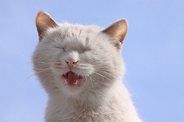 黄金一笑歌曲黄金一笑-第1张图片-翡翠网 黄金一笑歌曲黄金一笑-第1张图片-翡翠网